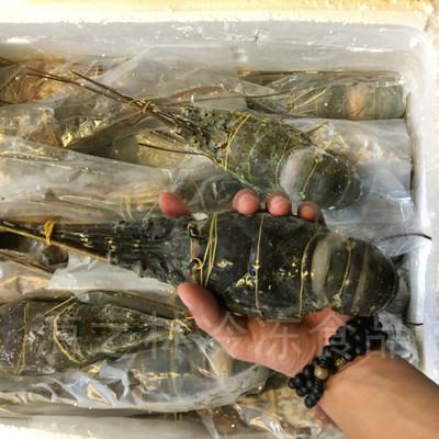 【海之林】小青龙虾 冷冻海鲜水产品 批发厂家直供 冷冻青龙仔